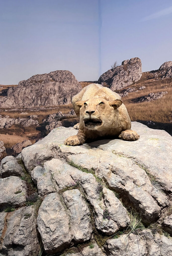 Höhlenlöwe in der Ausstellung