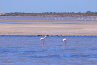 Saline-de-Giraud