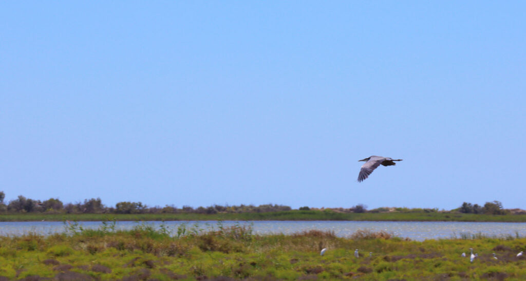 Die Rhone bei Saline-de-Giraud