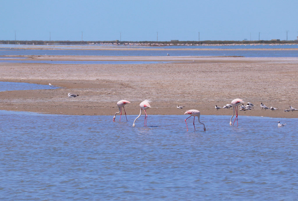 Flamingos bei Saline-de-Giraud