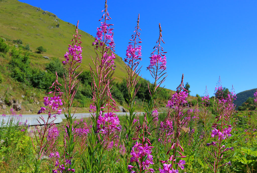 Weidenröschen am Col de la Madeleine